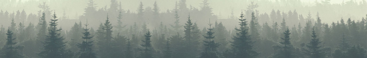 forest and field header