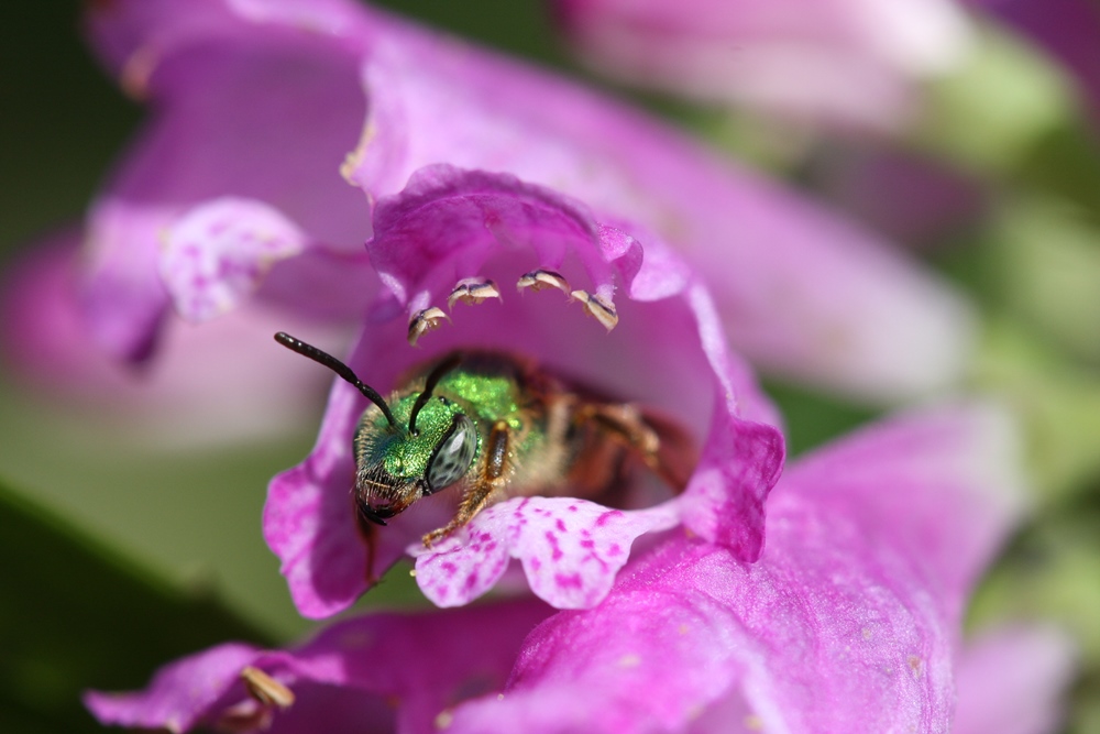 green sweat bee halictid bee