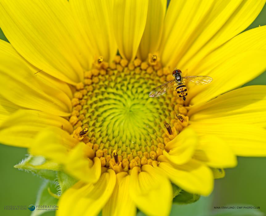 flower fly yellow sunflower