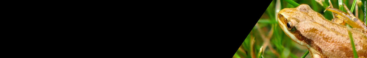 inat header oct 15 2021