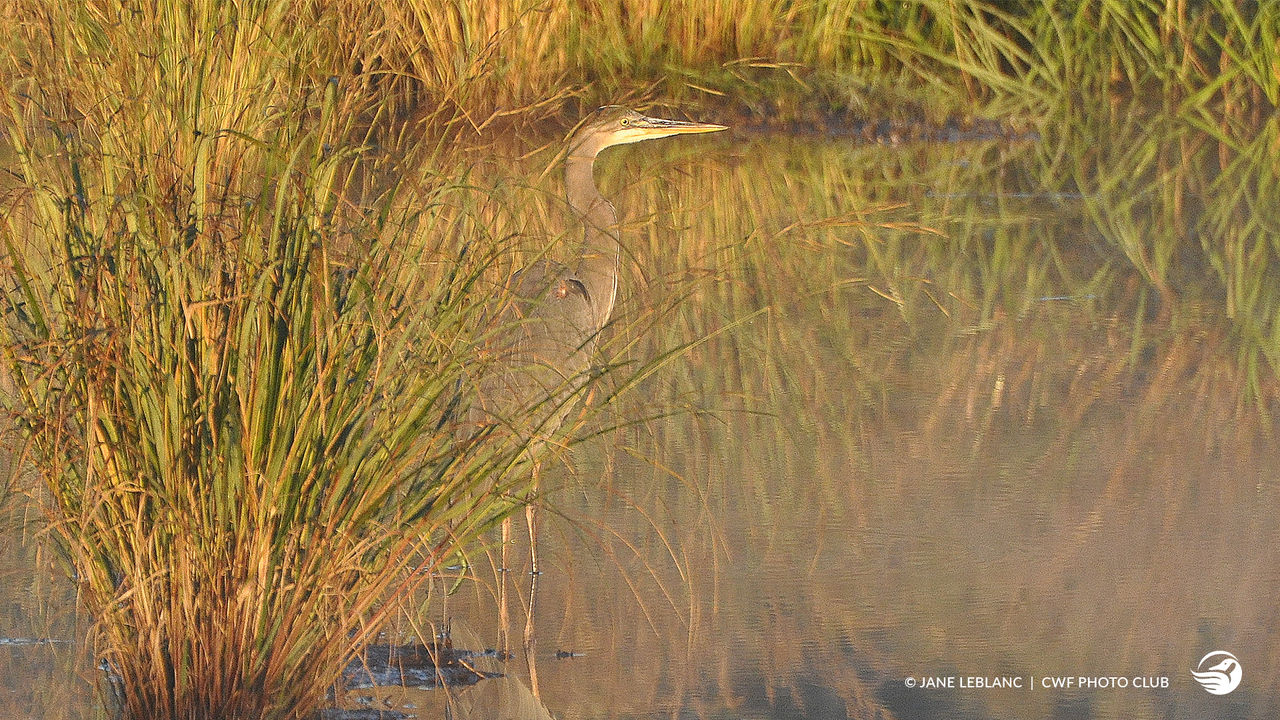 heron on lake
