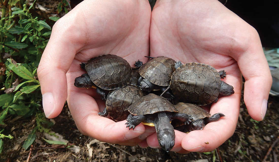blanding turtles in hands