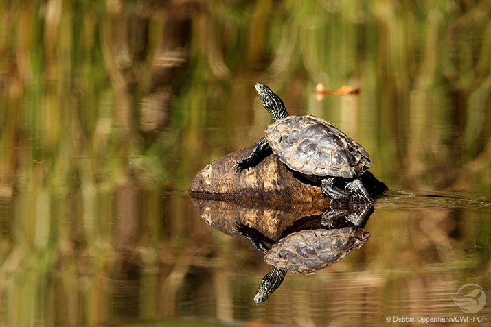 Debbie_Oppermann_water_northern_map_turtle_715.jpg