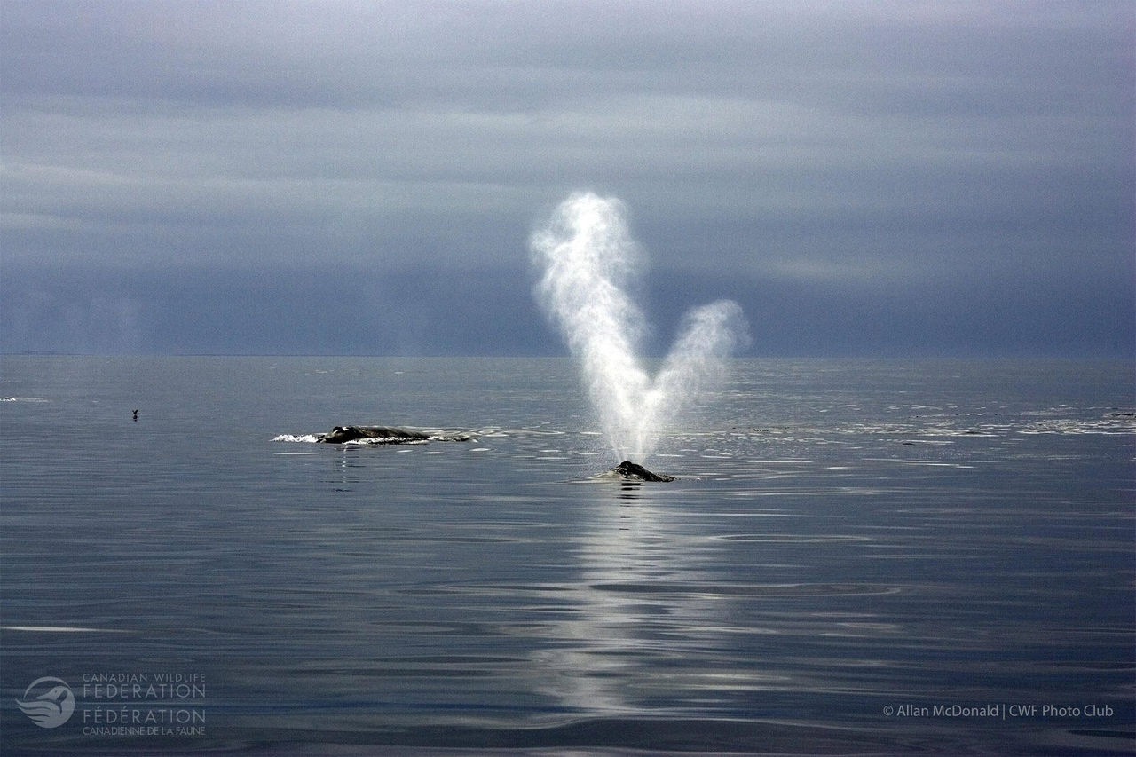 north atlantic right whale with calf
