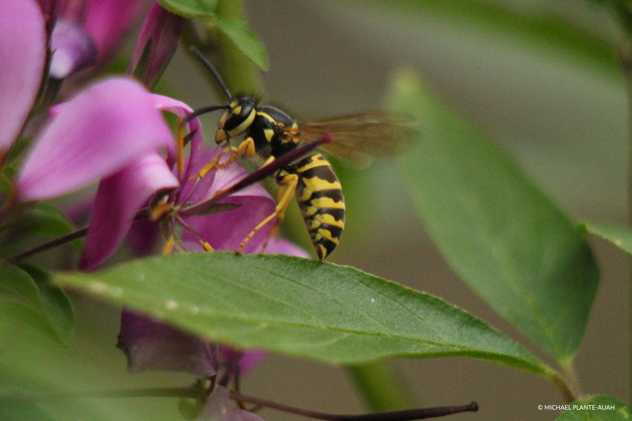 wasp on pink flower