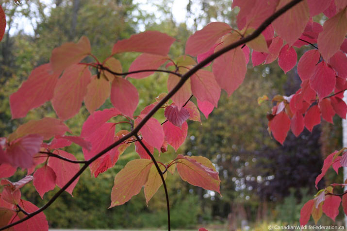 Pagoda-dogwood-cwf-leaves-red.jpg