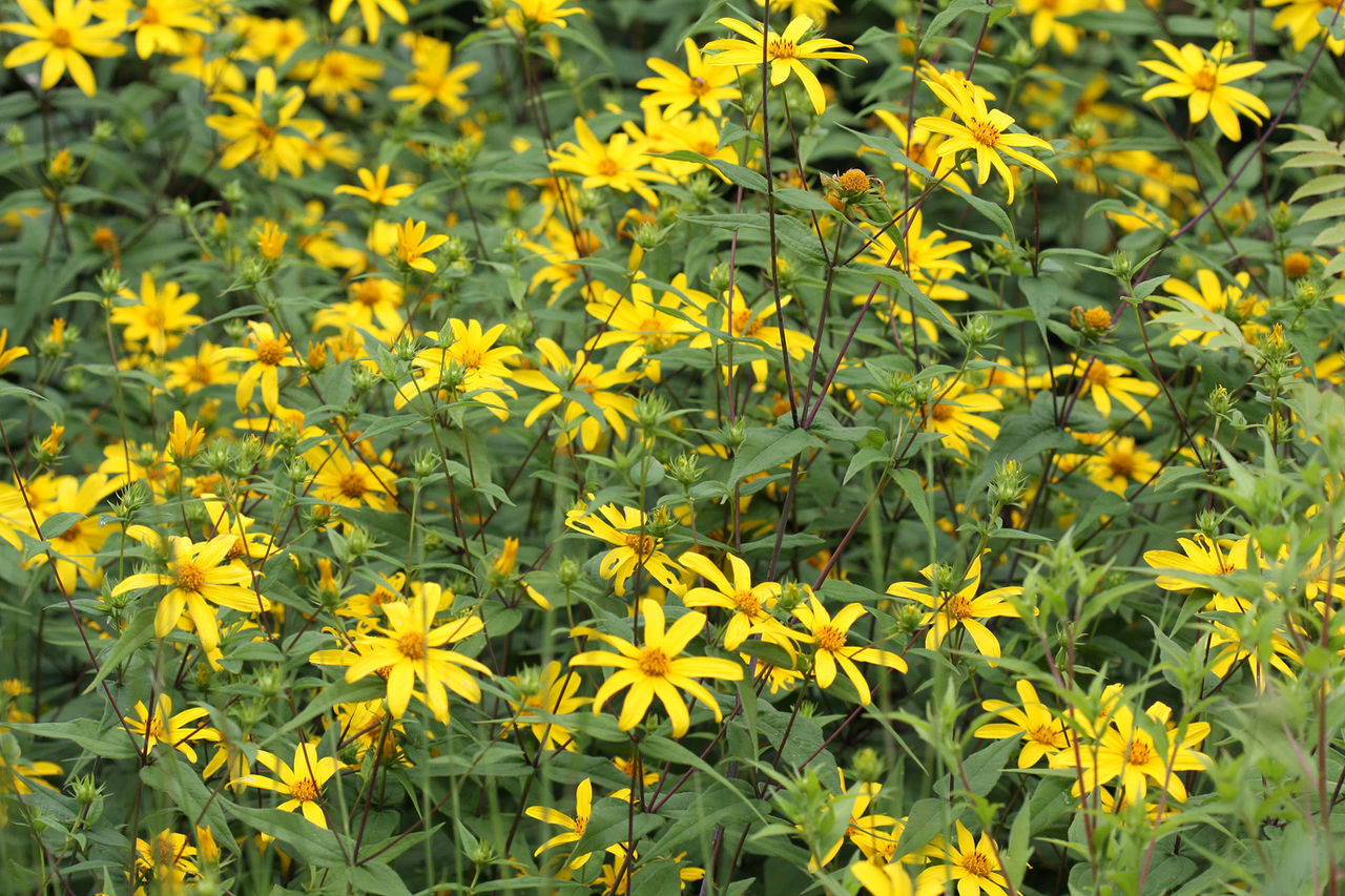 wildlife yellow