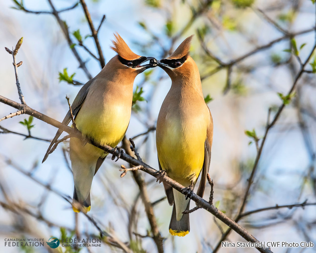 Nina Stavlund waxwings