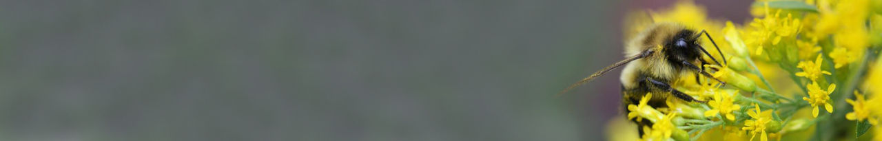 turtle webinar header hor