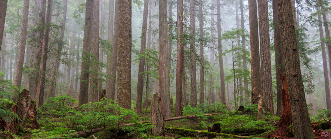 western red cedar forest