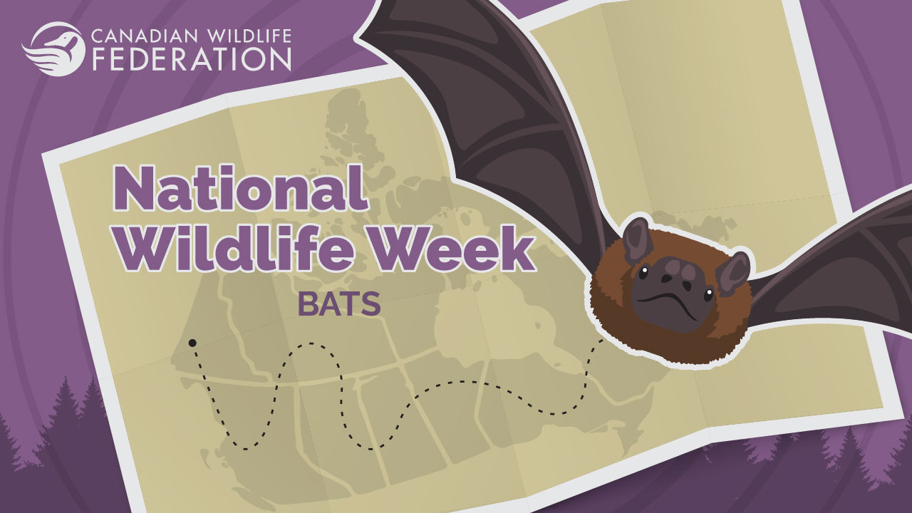 nww bat webinar apr 2024