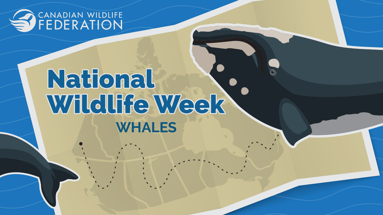 nww whales apr 2024 webinar