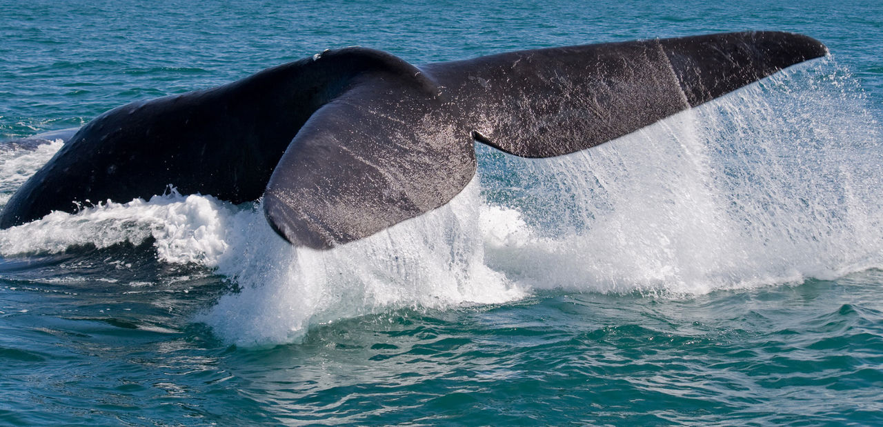 right-whale-tail-533443536-hor.jpg