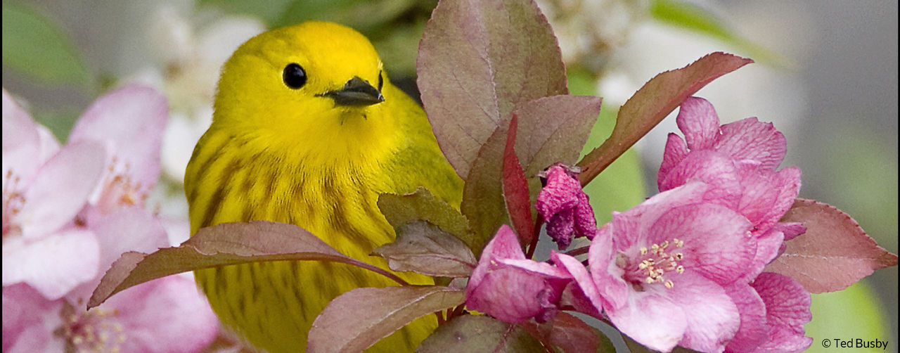 ted busby header yellow warbler hor