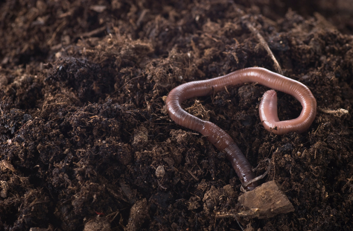 worm-soil.jpg