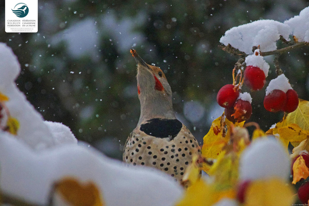 laura-bentley-flicker-snow-berries-lg.jpg