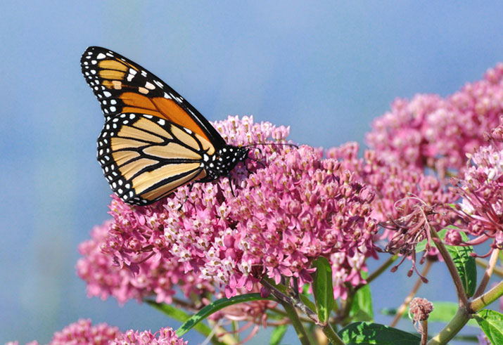 Monarch butterfly on Swamp milkweed flower