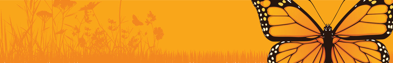 monarch butterfly field 