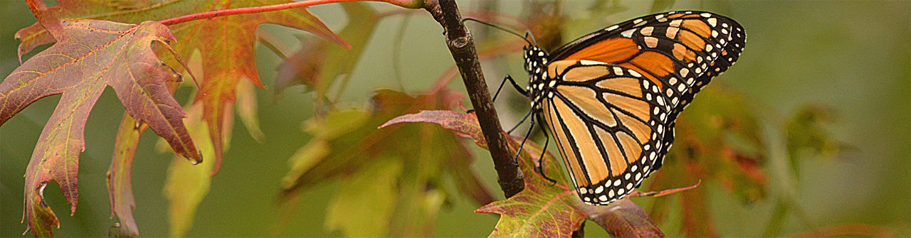 monarch judy leaf