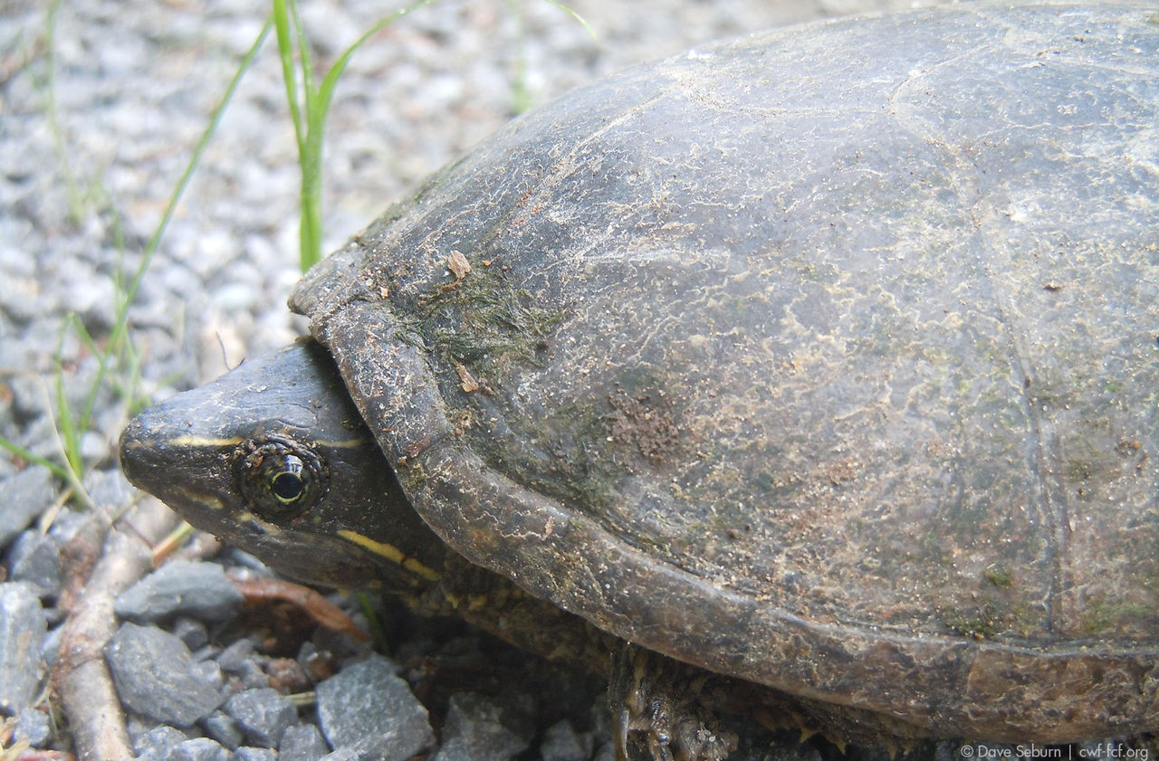 eastern musk stinkpot turtle hor