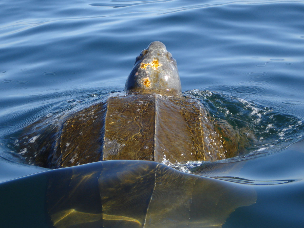Leatherback Sea Turtle-Photo Credit NOAA.jpg