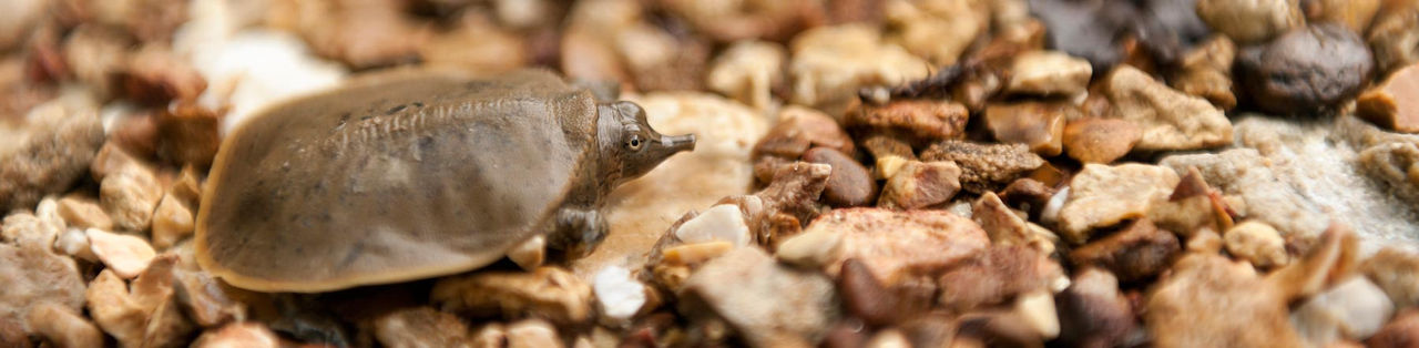 Spiny Softshell Turtle hor