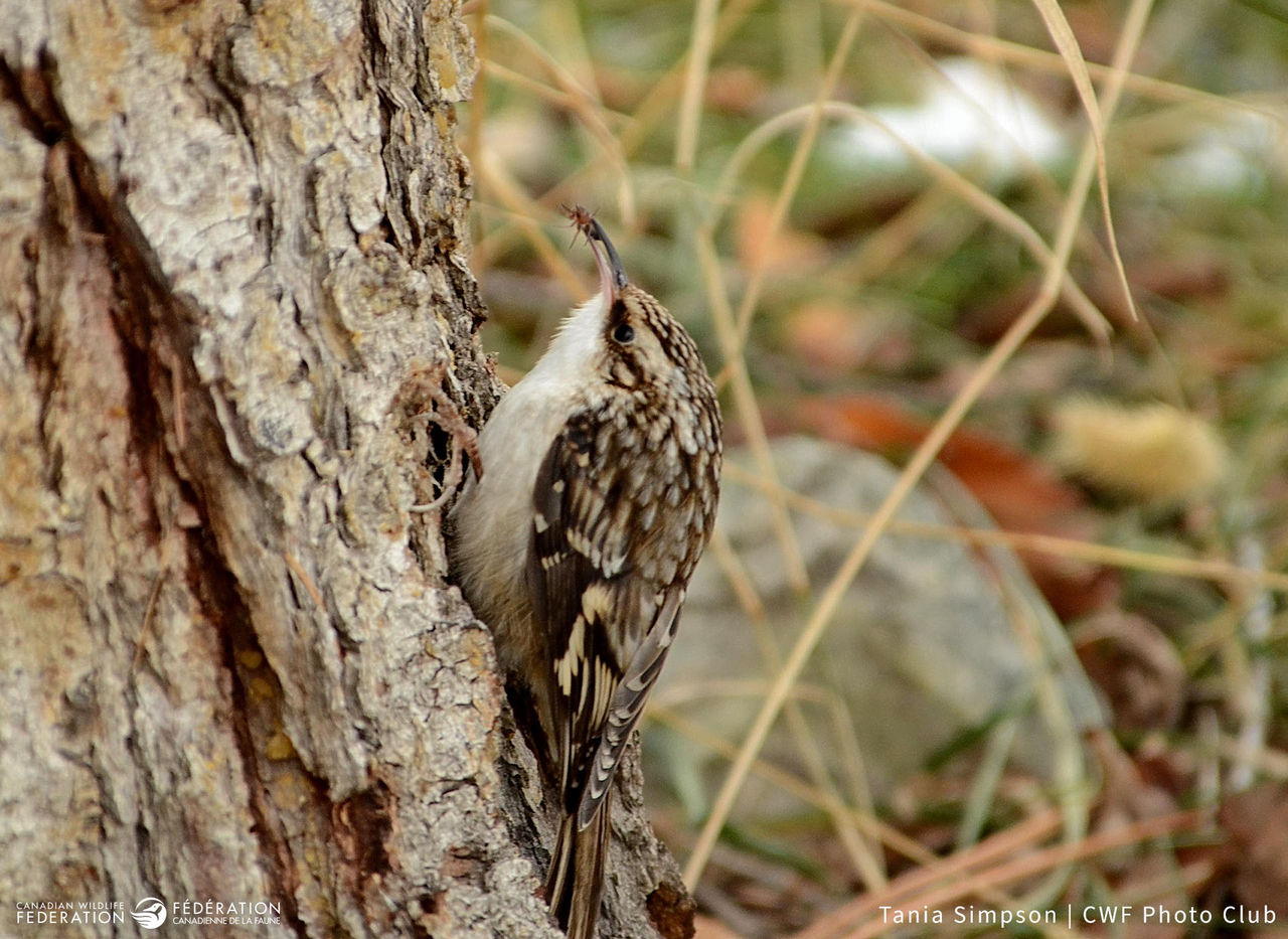 Brown Creeper