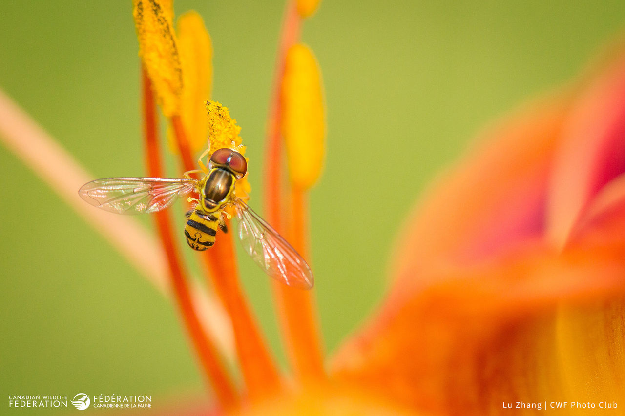 lu Zhang hoverfly
