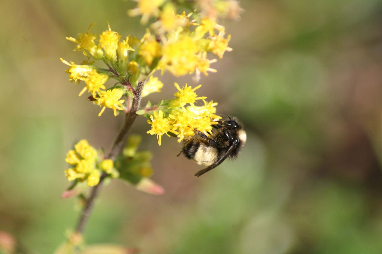 Peter_Soroye-Bombus (2).jpg