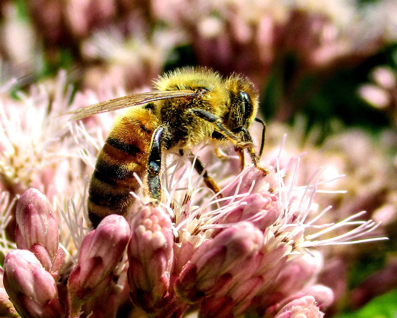 Lydia_Wong-Apis_mellifera-on-JoePye (2).jpg