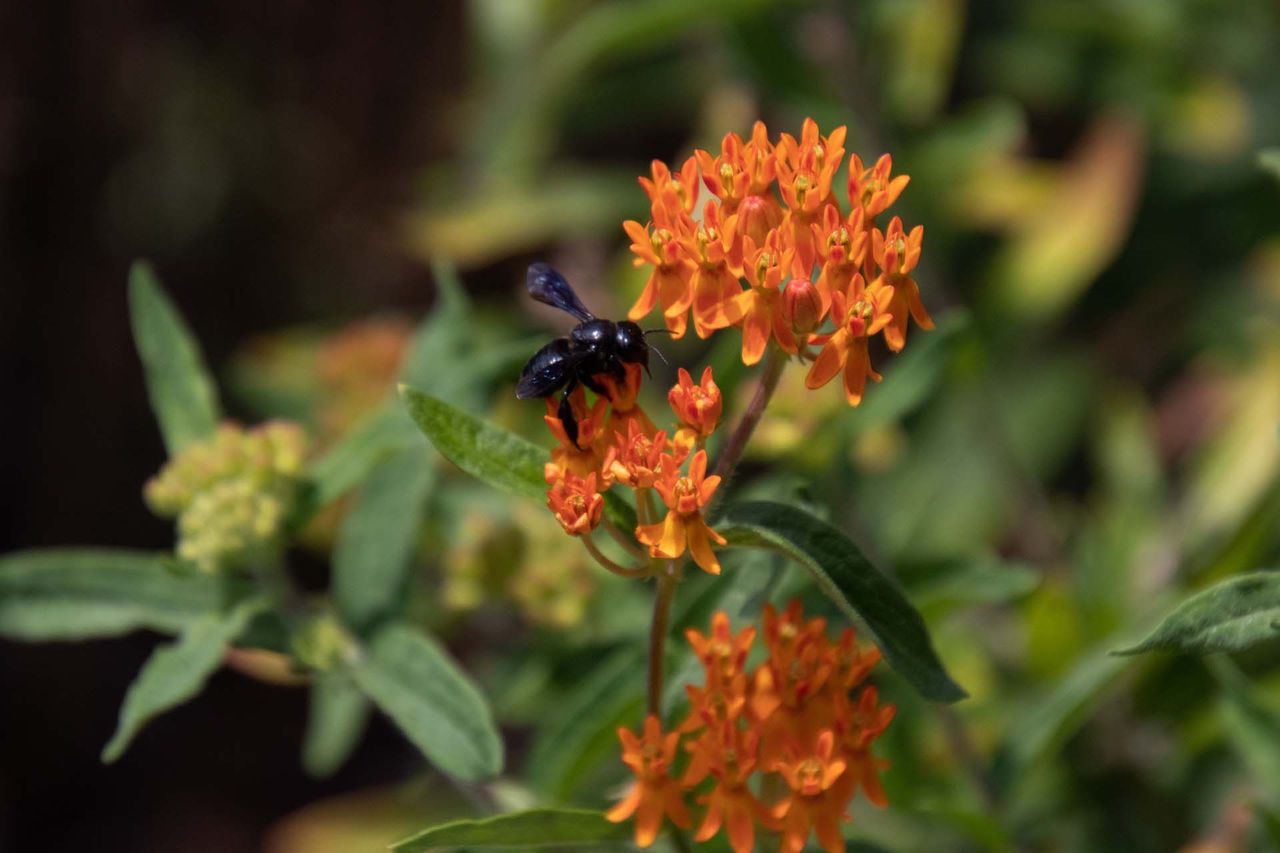 Peter_Soroye-Xylocopa (2).jpg