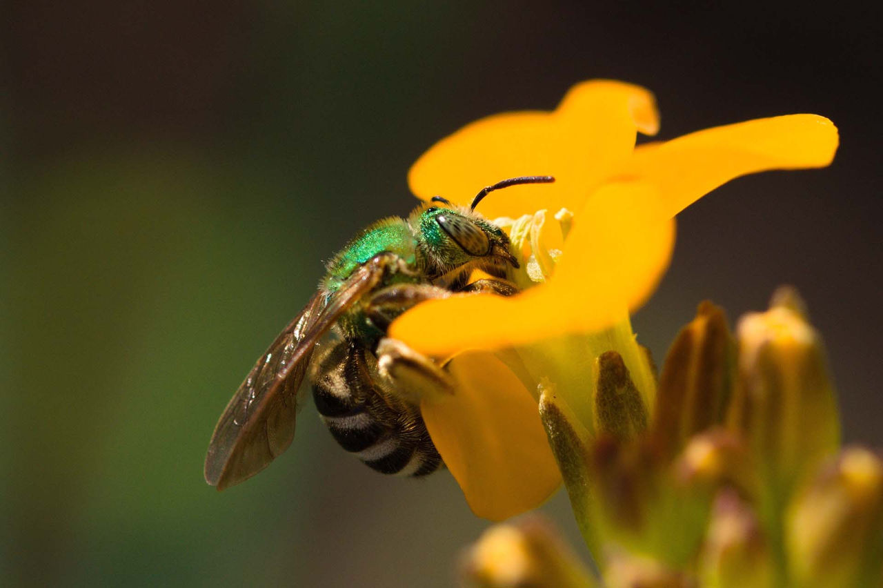 Kevin_Burke-Agapostemon_virescens_female.jpg