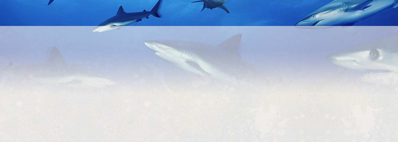 shark wrapper background