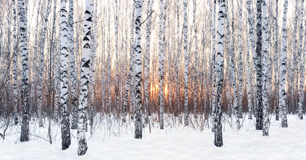 birch forest