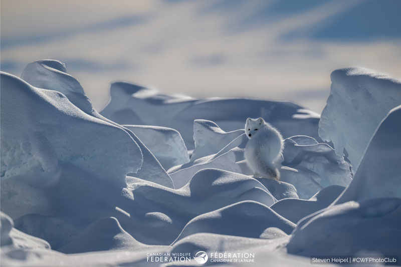 arctic fox