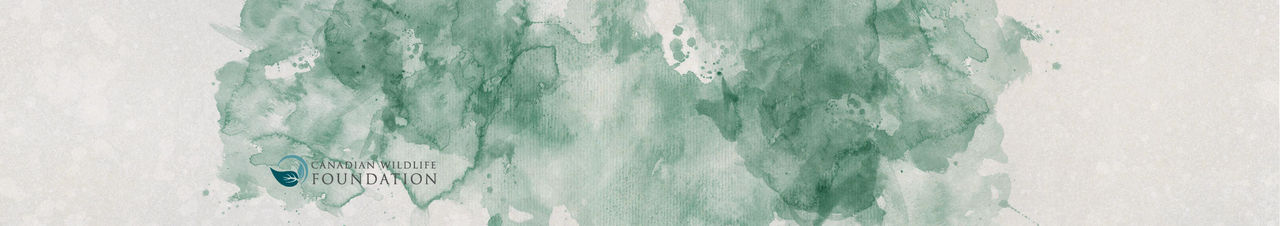 foundation background