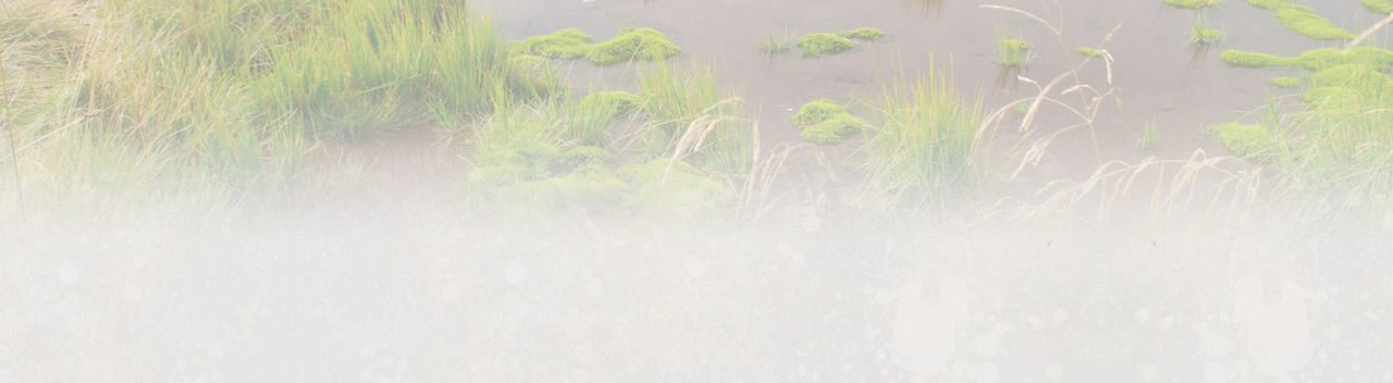 S.T.A.R.T. Now & Adopt-a-Turtle