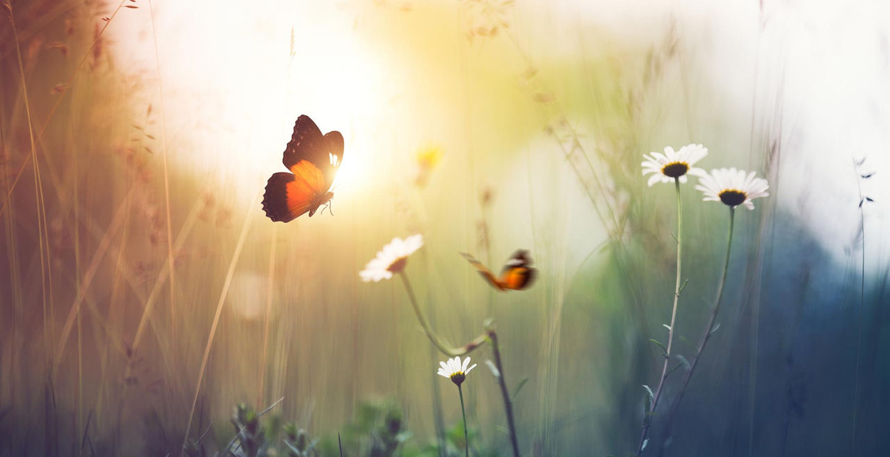 butterfly field hor