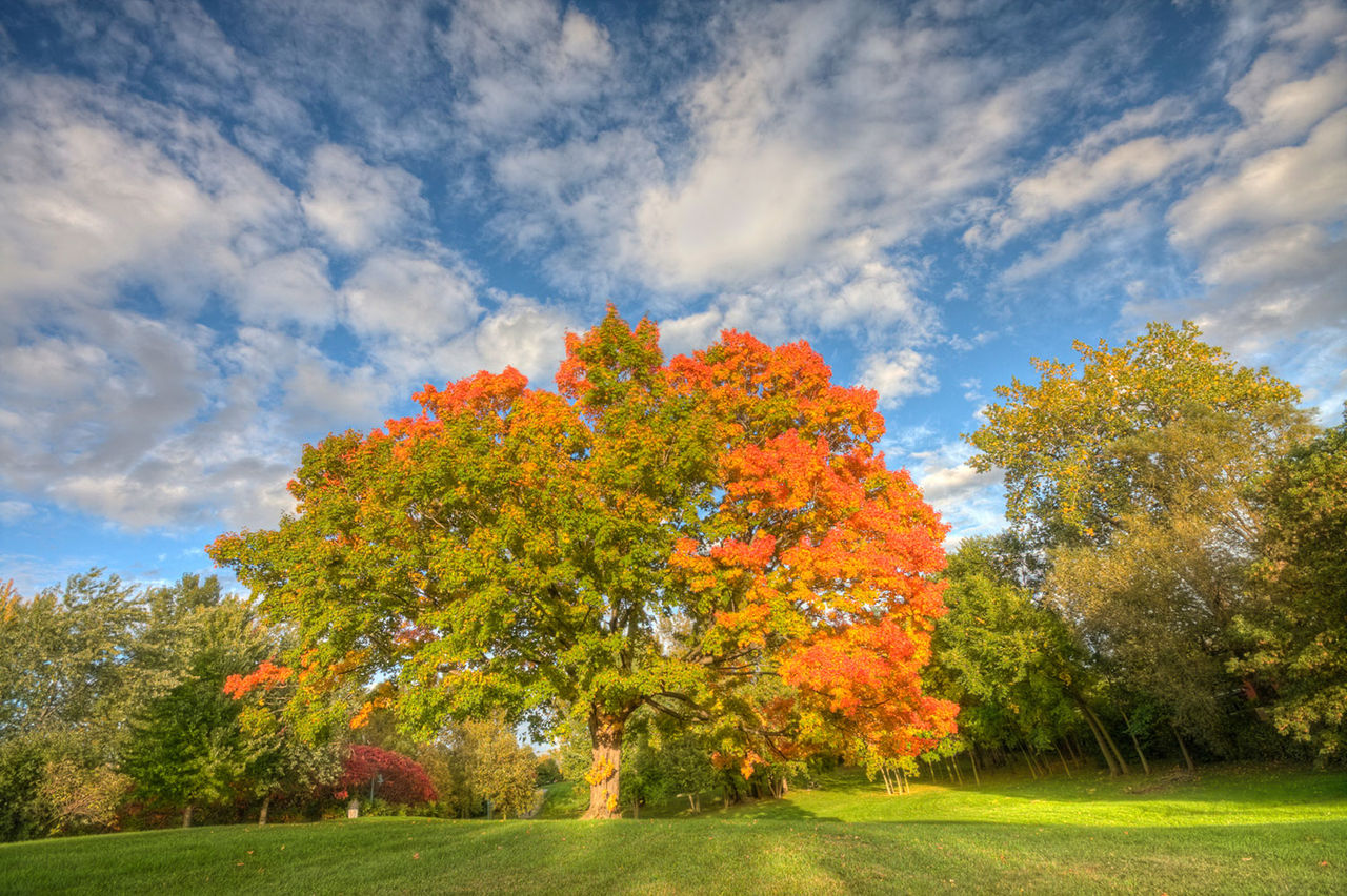 Maple tree in fall