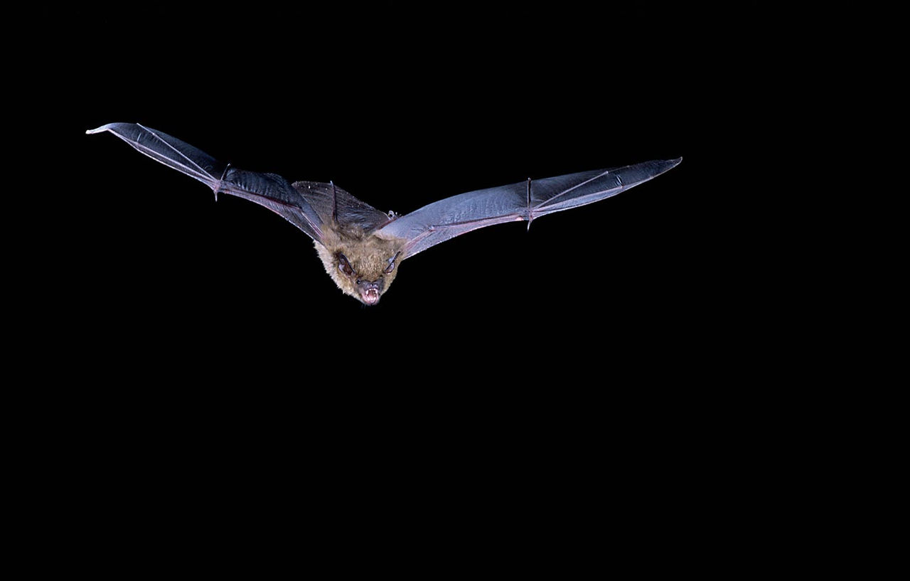 bat night flying