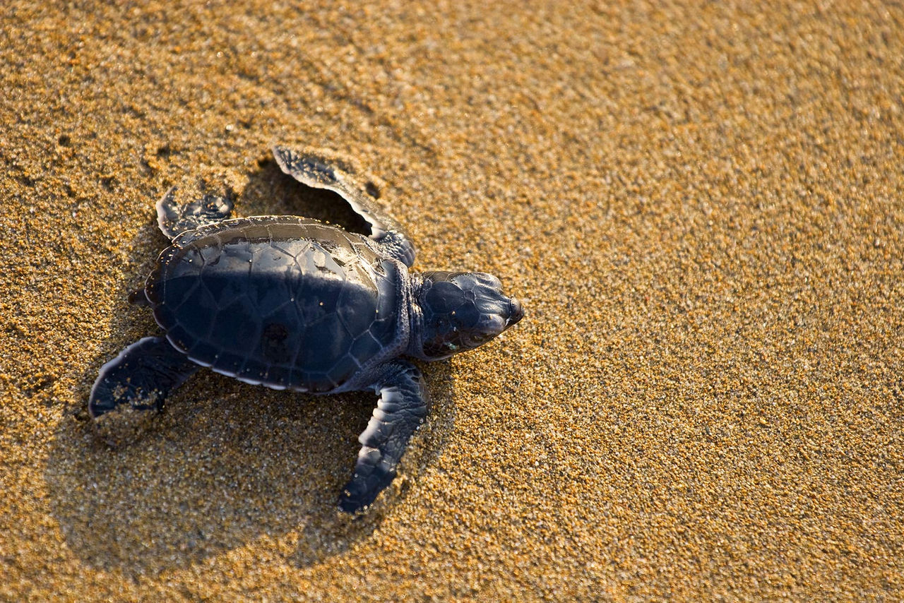 turtle-sea-beach-baby-hor.jpg
