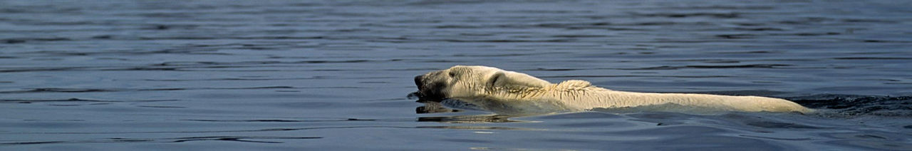 coasts oceans header polar bear