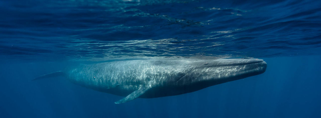 blue-whale-hor.jpg