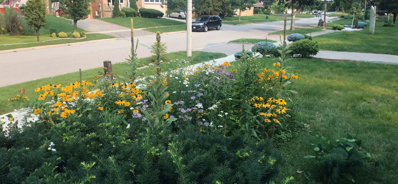 Sonja Vangeli front lawn garden urban illustration