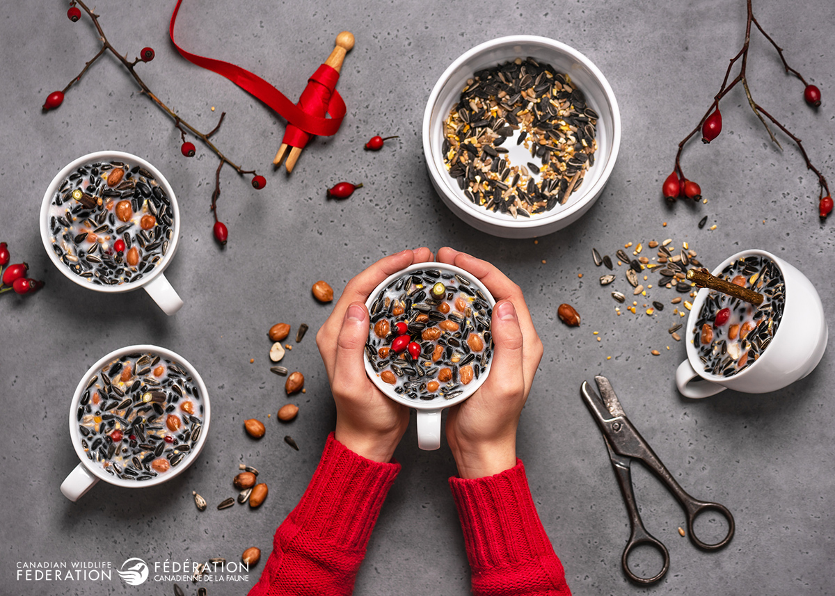 make-your-own-bird-suet-1294608820