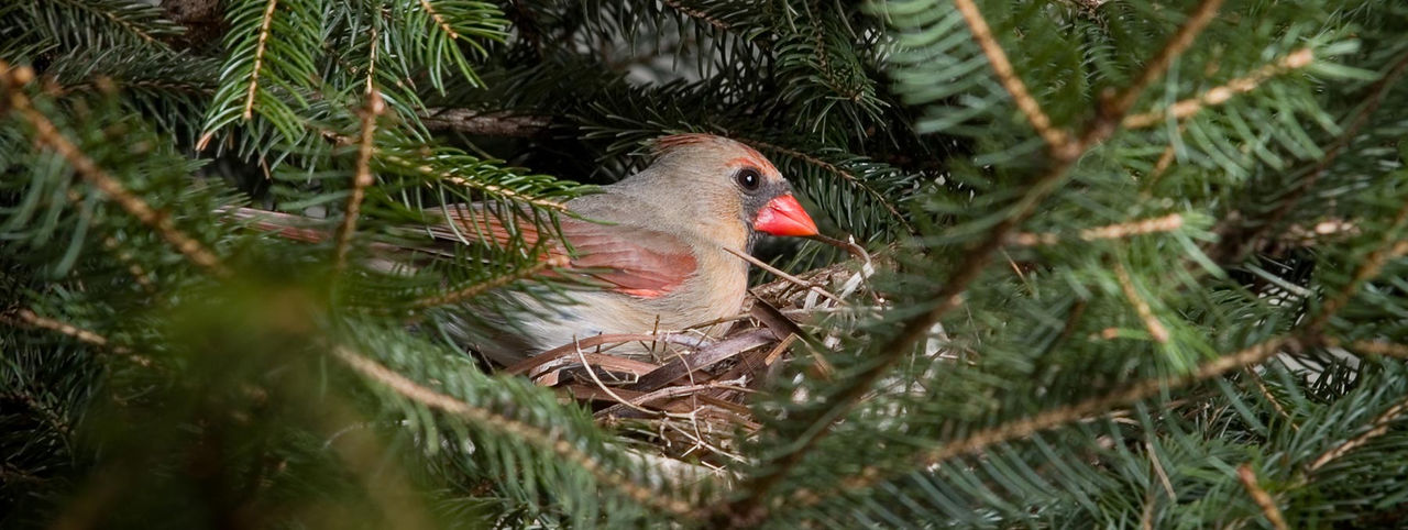 cardinal-female-nest-hor.jpg