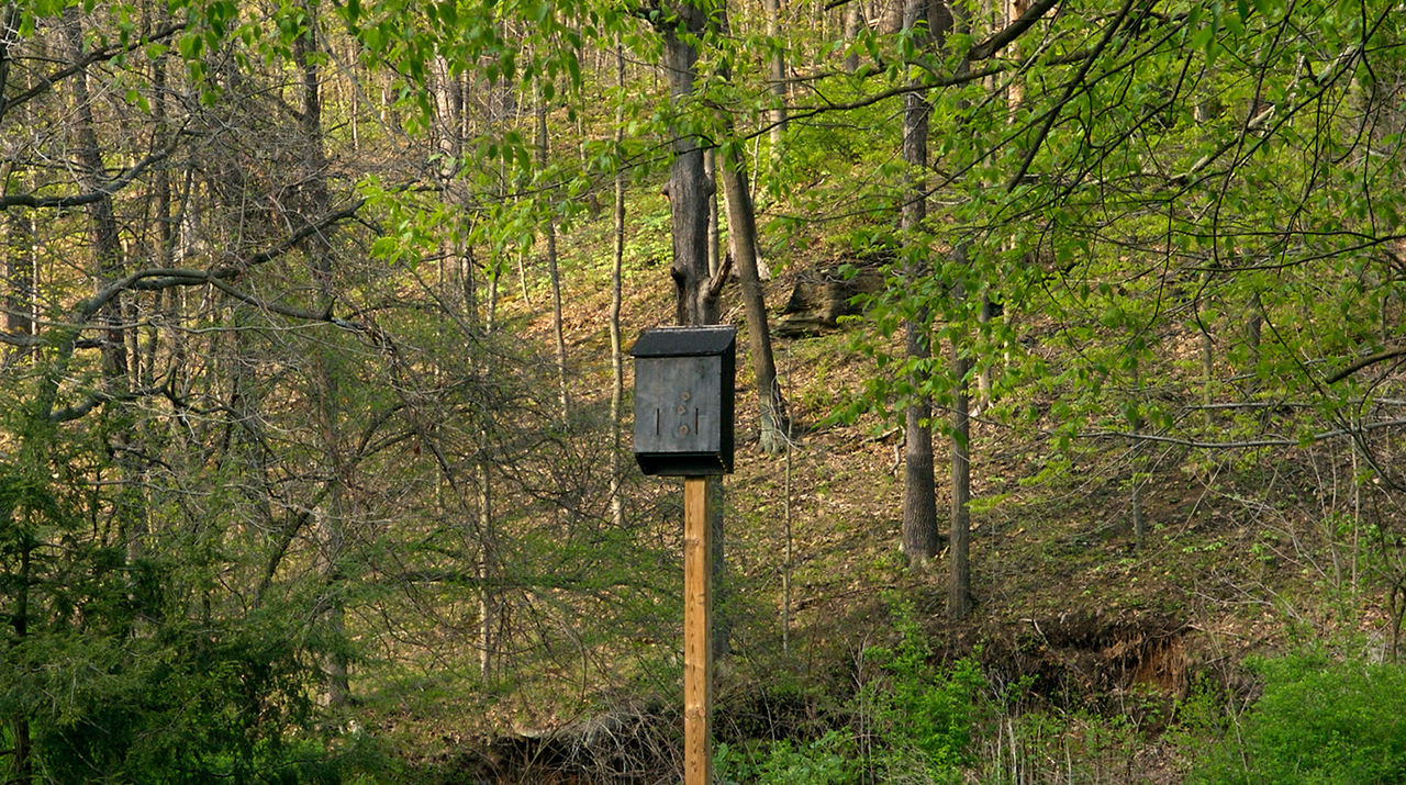 bat house forest hor