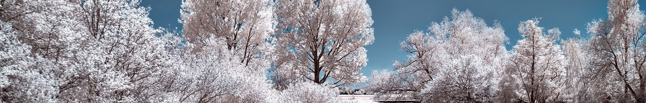 trees with snow