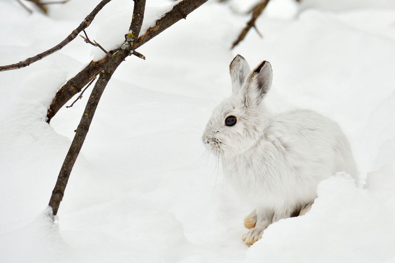 snowshoe-hare-465839887.jpg