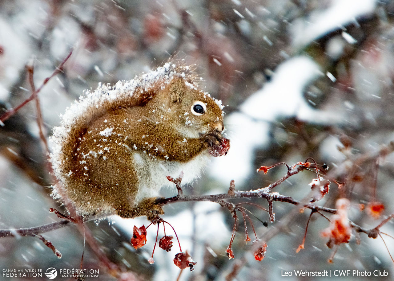 leo Wehrstedt red squirrel 